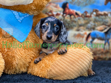 Load image into Gallery viewer, Dixie is a short hair miniature silver dapple Dachshund
