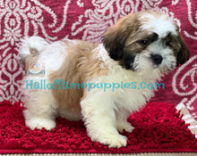 Load image into Gallery viewer, Barracuda - is a hypoallergenic Shih tzu puppy
