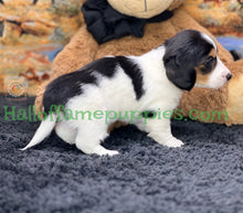 Load image into Gallery viewer, Faith is a long hair miniature Sable Piebald Dachshund puppy!
