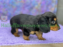 Load image into Gallery viewer, Ivy is a long hair Black and Tan Miniature Dachshund
