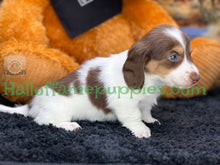 Load image into Gallery viewer, Annie is a long hair miniature Sable Piebald Dachshund puppy!
