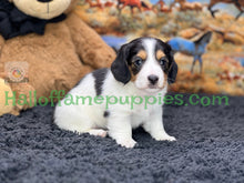 Load image into Gallery viewer, Faith is a long hair miniature Sable Piebald Dachshund puppy!
