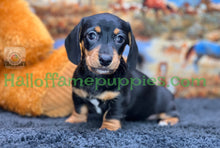 Load image into Gallery viewer, Montana is a Miniature short hair Dachshund puppy
