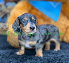 Load image into Gallery viewer, Shiloh is a short hair miniature silver dapple Dachshund!
