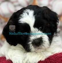Load image into Gallery viewer, Satchel - Shih-poo
