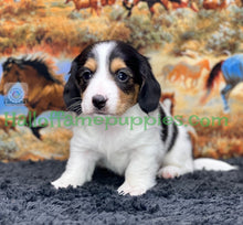 Load image into Gallery viewer, Faith is a long hair miniature Sable Piebald Dachshund puppy!
