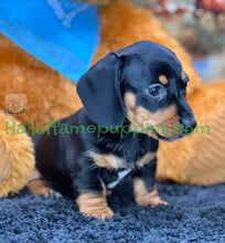 Load image into Gallery viewer, Montana is a Miniature short hair Dachshund puppy
