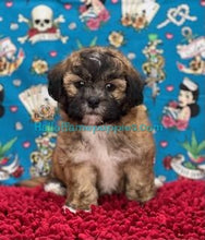 Load image into Gallery viewer, Diamond - Shih-poo - hypoallergenic puppy
