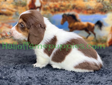 Load image into Gallery viewer, Annie is a long hair miniature Sable Piebald Dachshund puppy!
