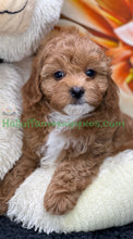 Load image into Gallery viewer, Juliet a F1b Mini Cava poo puppy
