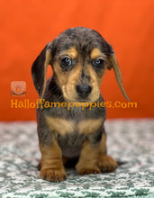 Load image into Gallery viewer, Oceane is a short hair dapple miniature Dachshund
