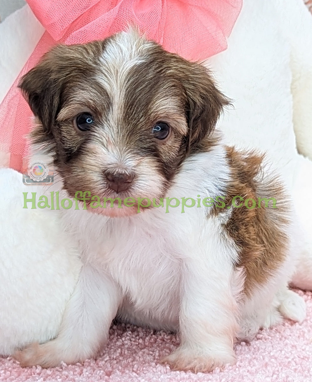 Paisley - A Hypoallergenic Havanese Puppy - has found her new loving home!