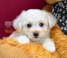 Load image into Gallery viewer, Dreamboat Annie - Bichon Frise puppy
