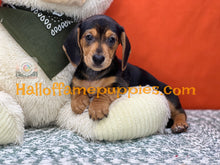 Load image into Gallery viewer, Commander is a Short hair Mini Dachshund
