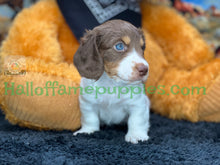 Load image into Gallery viewer, &quot;Jesse is a stunning Sable Piebald Long Hair Miniature Dachshund puppy&quot;
