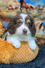 Load image into Gallery viewer, Annie is a long hair miniature Sable Piebald Dachshund puppy!
