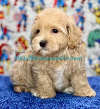 Load image into Gallery viewer, Lyra - Malte Poo / A Hypoallergenic puppy -&#39; has found a new home!

