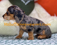 Load image into Gallery viewer, Oceane is a short hair dapple miniature Dachshund
