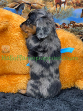 Load image into Gallery viewer, Shiloh is a short hair miniature silver dapple Dachshund!
