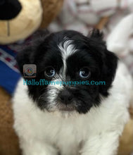 Load image into Gallery viewer, Mickey - Shih-poo
