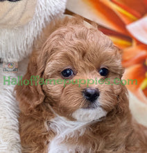 Load image into Gallery viewer, Juliet a F1b Mini Cava poo puppy
