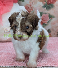 Load image into Gallery viewer, Paisley - A Hypoallergenic Havanese Puppy - has found her new loving home!
