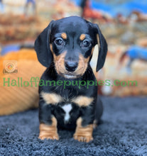 Load image into Gallery viewer, Montana is a Miniature short hair Dachshund puppy
