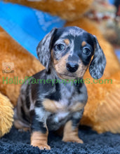 Load image into Gallery viewer, Dixie is a short hair miniature silver dapple Dachshund
