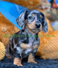 Load image into Gallery viewer, Dixie is a short hair miniature silver dapple Dachshund
