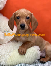 Load image into Gallery viewer, Lieutenant Dan is a Short hair Mini Dachshund
