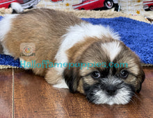 Load image into Gallery viewer, Camaro- is a hypoallergenic Shih tzu puppy
