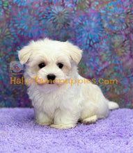 Load image into Gallery viewer, Biscuit - Maltese puppy - is currently on hold
