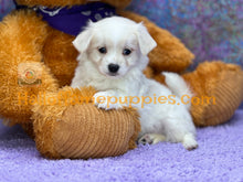 Load image into Gallery viewer, Giblet - Maltese puppy
