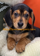 Load image into Gallery viewer, Commander is a Short hair Mini Dachshund
