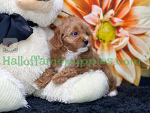 Load image into Gallery viewer, Juliet a F1b Mini Cava poo puppy
