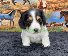 Load image into Gallery viewer, Faith is a long hair miniature Sable Piebald Dachshund puppy!
