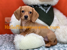 Load image into Gallery viewer, Jenny is a short hair miniature Dachshund puppy
