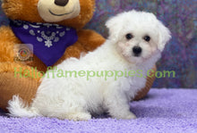 Load image into Gallery viewer, Cosmo - an ACA registerable Bichon Frise puppy - has been adopted!
