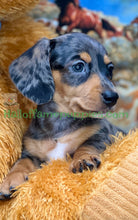 Load image into Gallery viewer, Shiloh is a short hair miniature silver dapple Dachshund!
