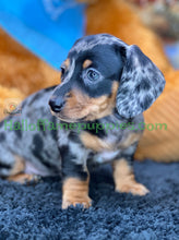 Load image into Gallery viewer, Dixie is a short hair miniature silver dapple Dachshund
