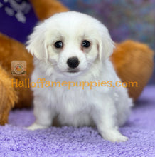 Load image into Gallery viewer, Dumplin - Maltese puppy
