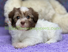 Load image into Gallery viewer, Toto - A hypoallergenic Havanese puppy
