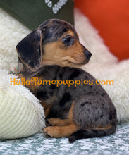 Load image into Gallery viewer, Oceane is a short hair dapple miniature Dachshund
