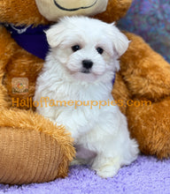 Load image into Gallery viewer, Biscuit - Maltese puppy - is currently on hold
