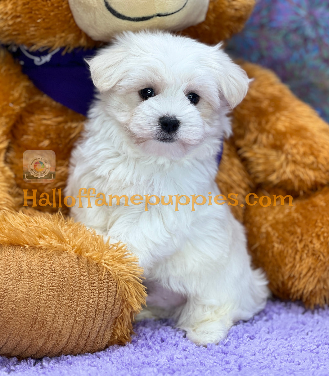 Biscuit - Maltese puppy - is currently on hold