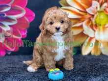 Load image into Gallery viewer, Juliet a F1b Mini Cava poo puppy
