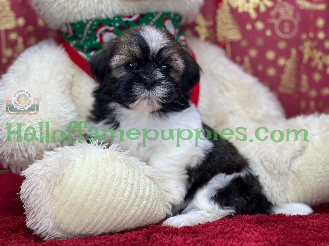 Holly - A hypoallergenic Shih tzu puppy