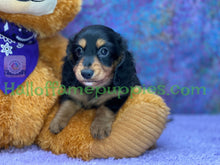 Load image into Gallery viewer, Ivy is a long hair Black and Tan Miniature Dachshund
