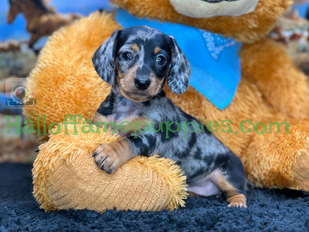 Dixie is a short hair miniature silver dapple Dachshund