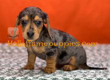 Load image into Gallery viewer, Oceane is a short hair dapple miniature Dachshund
